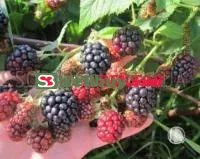 Саженцы ежевики Торнфри (Thornfree)
