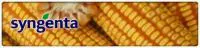 Семена кукурузы Syngenta НК Леморо