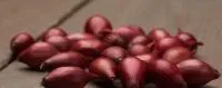 Лук севок Ред Барон