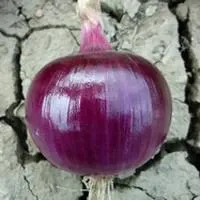 Лук Яровой EX 07714593 F1 (250 000 семян) Seminis