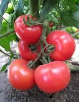 Томат KS 14 F1 (250 семян) Kitano Seeds